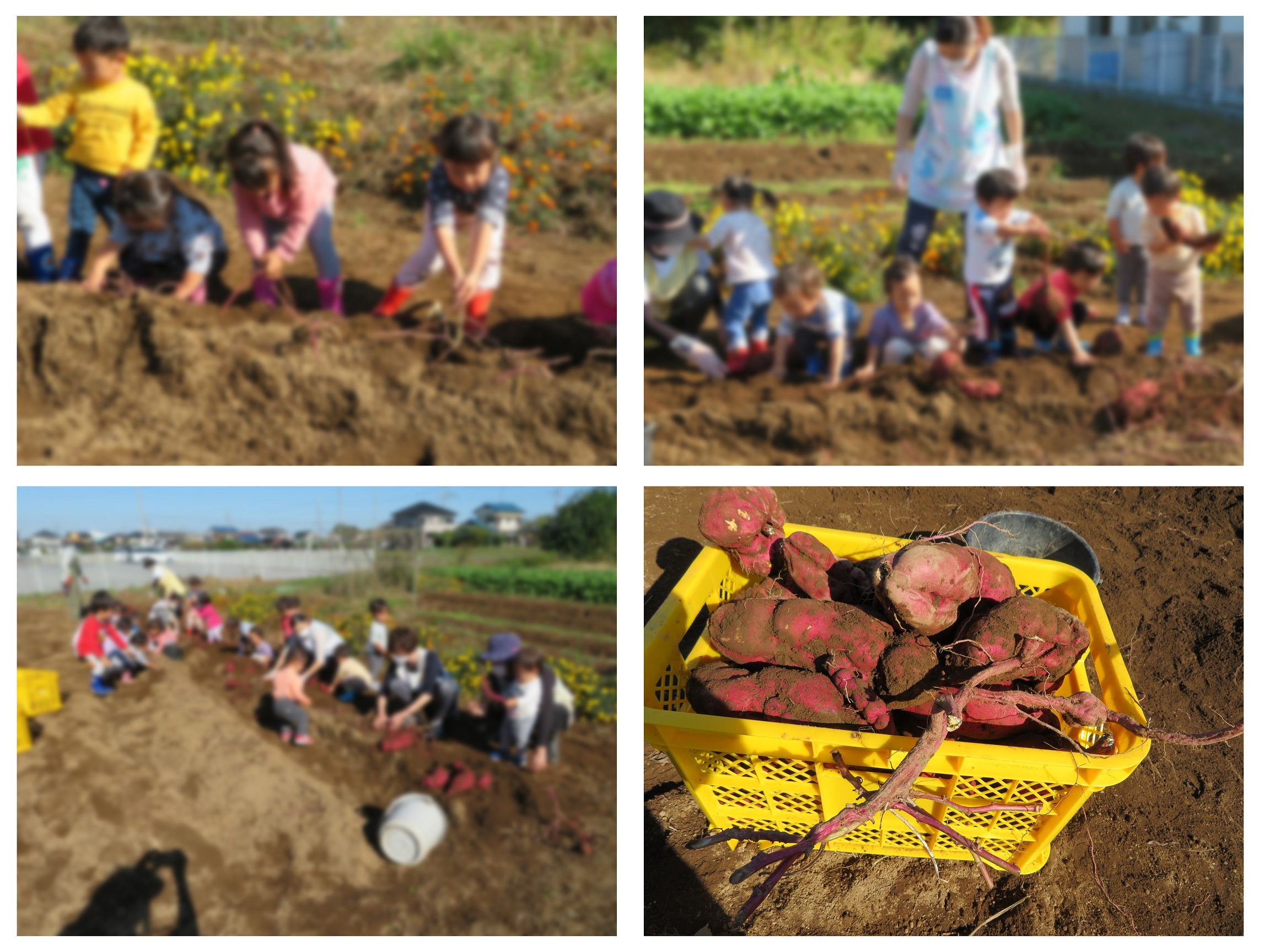 さつまいもほり