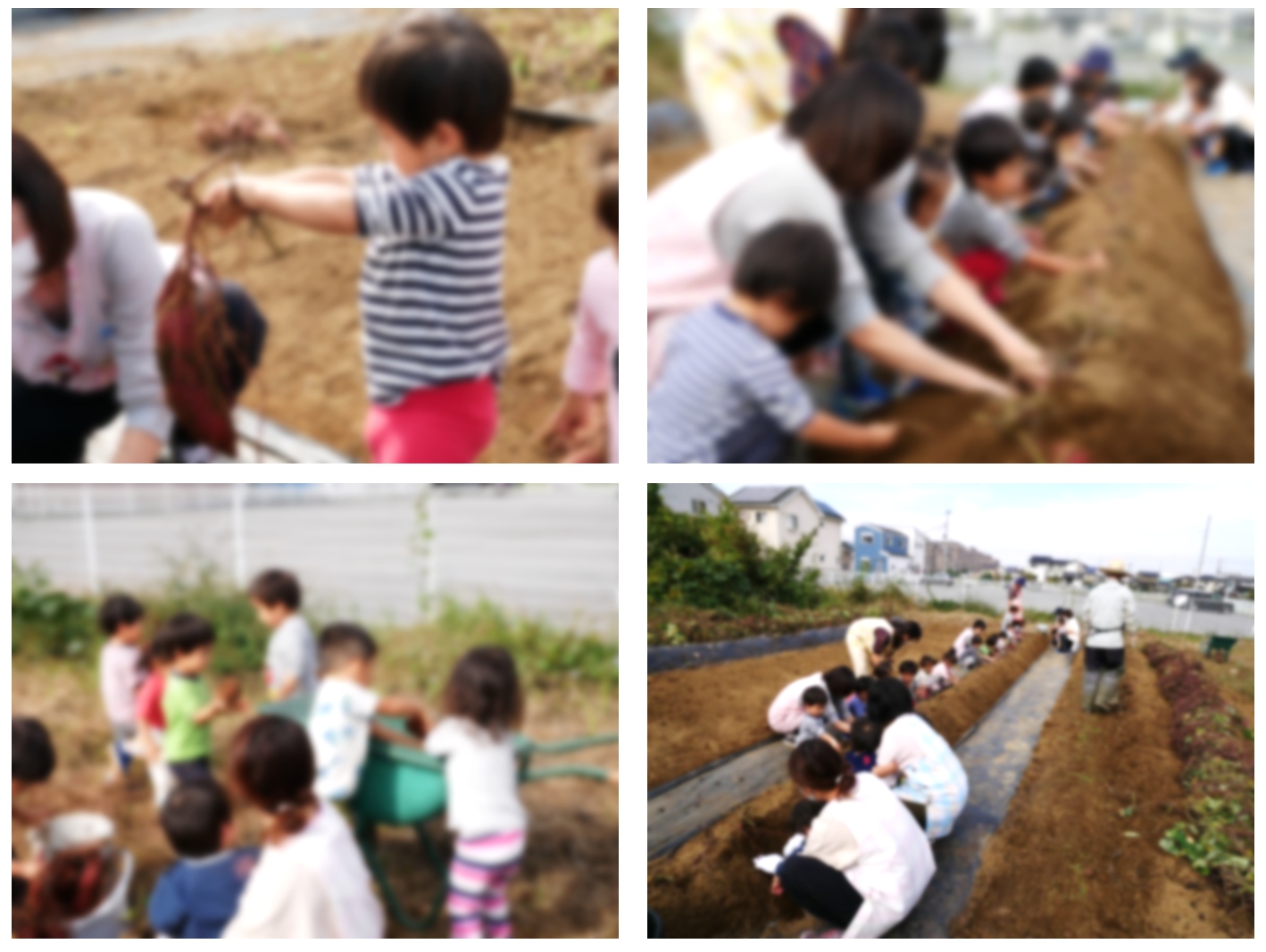 さつまいもほり