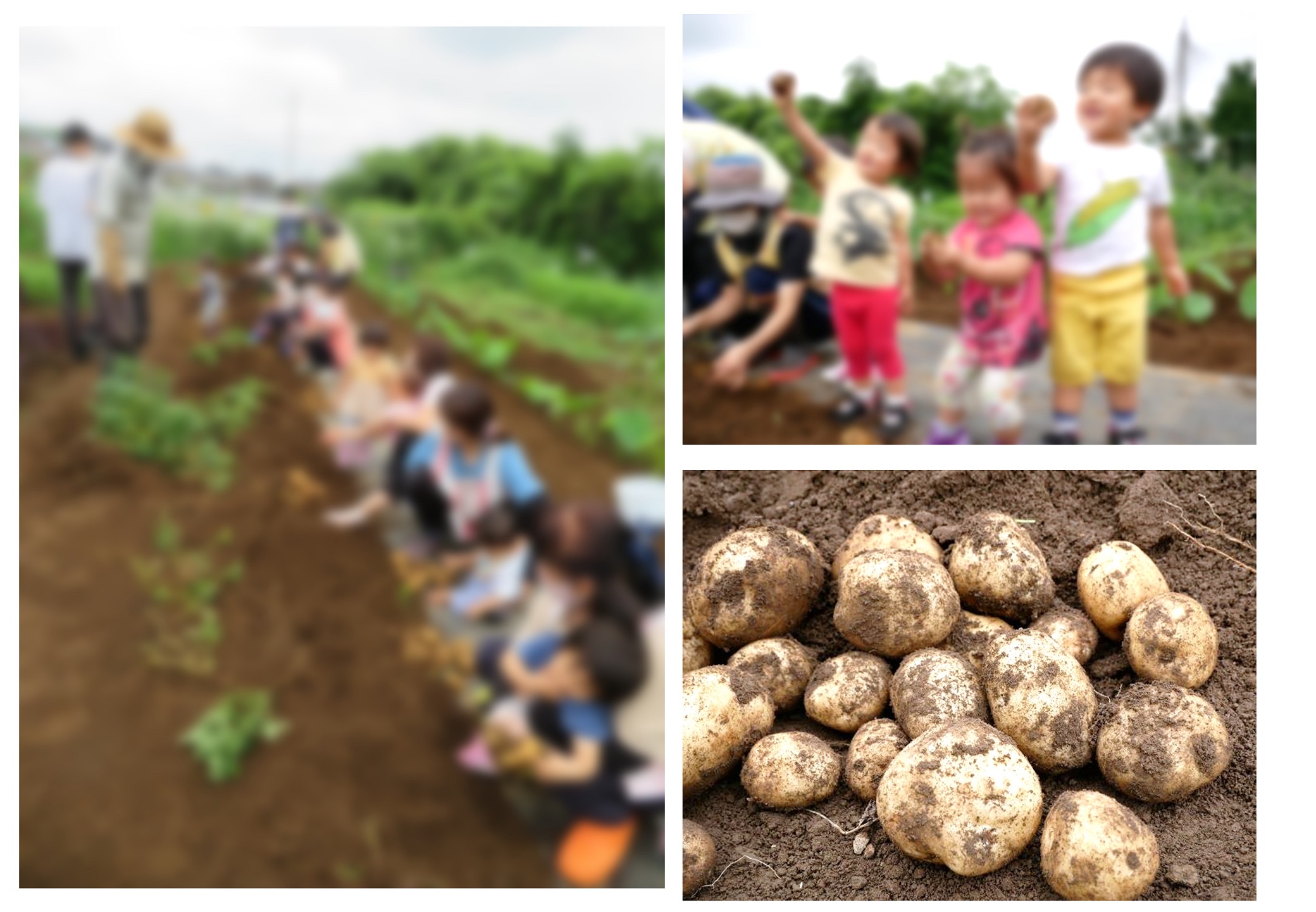 じゃがいもほり